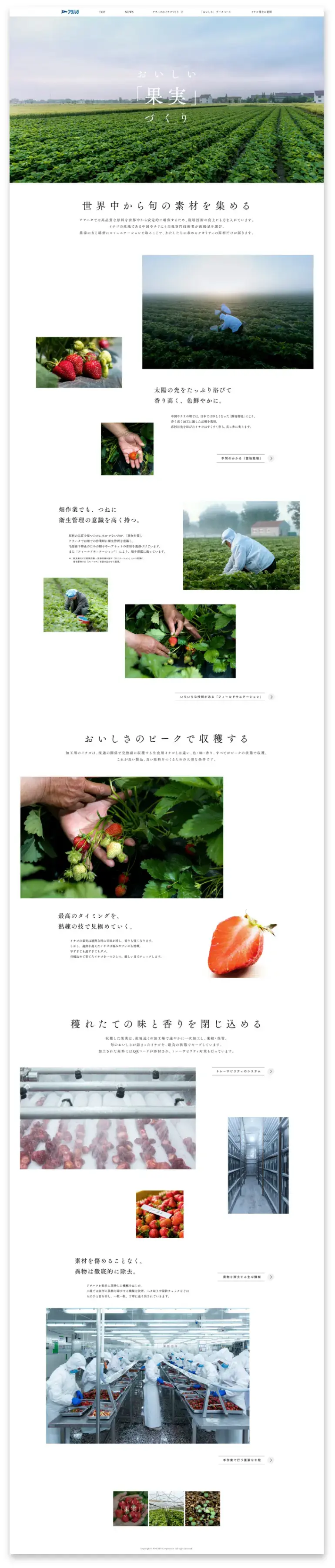 「Ichigo Garden」 WEBサイト「イチゴづくり」　おいしい「果実」づくり